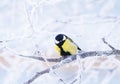 Bright bird blue tit sitting in the garden in winter on the bra