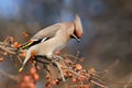 Bright bird Waxwing sitting in an Apple tree