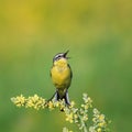 bright bird is the yellow Wagtail sings on a summer solar mead Royalty Free Stock Photo