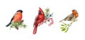 Bright birds with winter festive decoration set. Watercolor illustration. Hand drawn bullfinch, robin, red cardinal Royalty Free Stock Photo