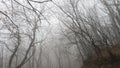 Bright black branches of trees on a background of foggy sky. Autumn walk through the mystical naked forest. Fallen leaves. Black Royalty Free Stock Photo