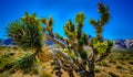 Desert Blooming Panoramic Wild Cactus Foliage Vista Nevada