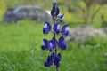 Bright bloom of blue lupine in Israel Royalty Free Stock Photo