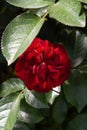 Bright blooming beautiful red opened garden rose flower bud and green leaves as background vertical macro Royalty Free Stock Photo