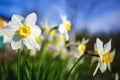 Bright blooming daffodils Royalty Free Stock Photo