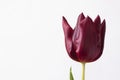 Burgundy tulip on a white background.