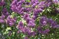 Bright blooming lilac bushes in the spring