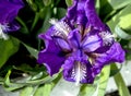 bright blooming lilac iris in the garden Royalty Free Stock Photo