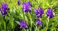bright blooming lilac iris in the garden Royalty Free Stock Photo