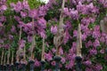 Bright blooming lush bush of violet lilac