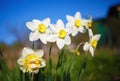 Bright blooming narcissus Royalty Free Stock Photo