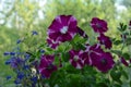 Bright blooming petunia flowers would make your balcony a small urban garden. Royalty Free Stock Photo