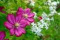 Bright blooming pink red clematis in the garden and Park Royalty Free Stock Photo