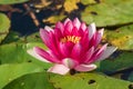 Bright blooming pink water lily among green leaves. It is an excellent permanent residents of water gardens. Warm summer sunny day Royalty Free Stock Photo