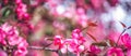 Bright blooming pink wild plum tree, beautiful spring floral background and texture Royalty Free Stock Photo