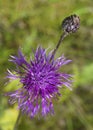 Bright blooming purple Cornflower meadow