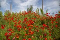 Bright blooming red poppies in countryside under power line poles