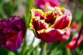 Detail of a single dark red and yellow tulip Royalty Free Stock Photo