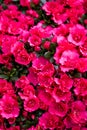 Bright blooming rhododendrons for sale in flower market