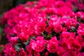 Bright blooming rhododendrons for sale in flower market