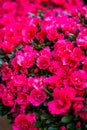 Bright blooming rhododendrons for sale in flower market