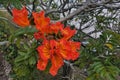 Bright blooming Spathodea. Large orange flowers Royalty Free Stock Photo