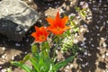 Bright blooming tulips on a spring flowerbed in the garden