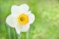 Bright blooming white daffodil . Flowering narcissus flowers. Spring daffodils. Shallow depth of field Royalty Free Stock Photo