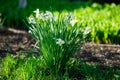 Bright blooming white daffodils, narcissus flowers. Selective focus. Royalty Free Stock Photo