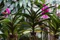 Bright blooming and wilting purple orchid flower with beautiful green leaves and white roots hanging like curtain blind