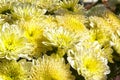 Bright blooming yellow chrysanthemums