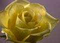 Bright Blooming Yellow Rose in Springtime