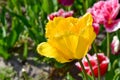 Detail of a yellow tulip on a green background Royalty Free Stock Photo