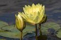 Bright blooming yellow water lily among green leaves and unopened buds. Royalty Free Stock Photo