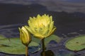 Bright blooming yellow water lily among green leaves and unopened buds. Royalty Free Stock Photo