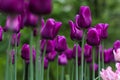 Bright blossom of the field of purple tulips