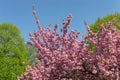 Bright blossom of pink flowers on cherry tree