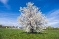 Bright blossom tree