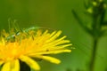 Bright blossoming dandelion with a grasshopper