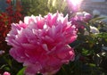 The bright blossoming peonies