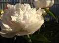 The bright blossoming peonies