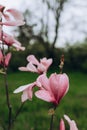 Bright blossoming pink flower growing on thin branch of Magnolia campbellii