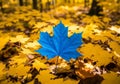 A bright blue artificial maple leaf stands out amidst a ground covered with golden yellow maple Royalty Free Stock Photo