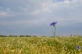 Bright blue beautiful cornflower close-up on a blurred background of a summer meadow and an atmospheric evening sky. Royalty Free Stock Photo