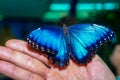 bright blue big butterfly sits spread its wings on a human open Royalty Free Stock Photo