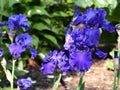 Bright blue bloom of an iris plant, in the blurred background green leaves. The Irises form a genus of plants in the subfamily