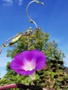 The bright blue bloom of a morning glory in the sunshine Royalty Free Stock Photo