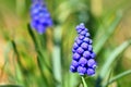 Bright blue blossoms muscari,Muscari Armeniacum