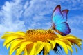 Bright blue butterfly morpho and sunflower against a blue sky. butterfly on a flower. flying butterfly Royalty Free Stock Photo