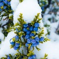 Bright blue cedar juniper berries ripen beneath and early autumn snow